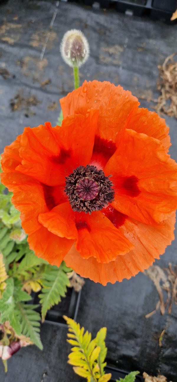 Papaver orientale 'Pizzicato'