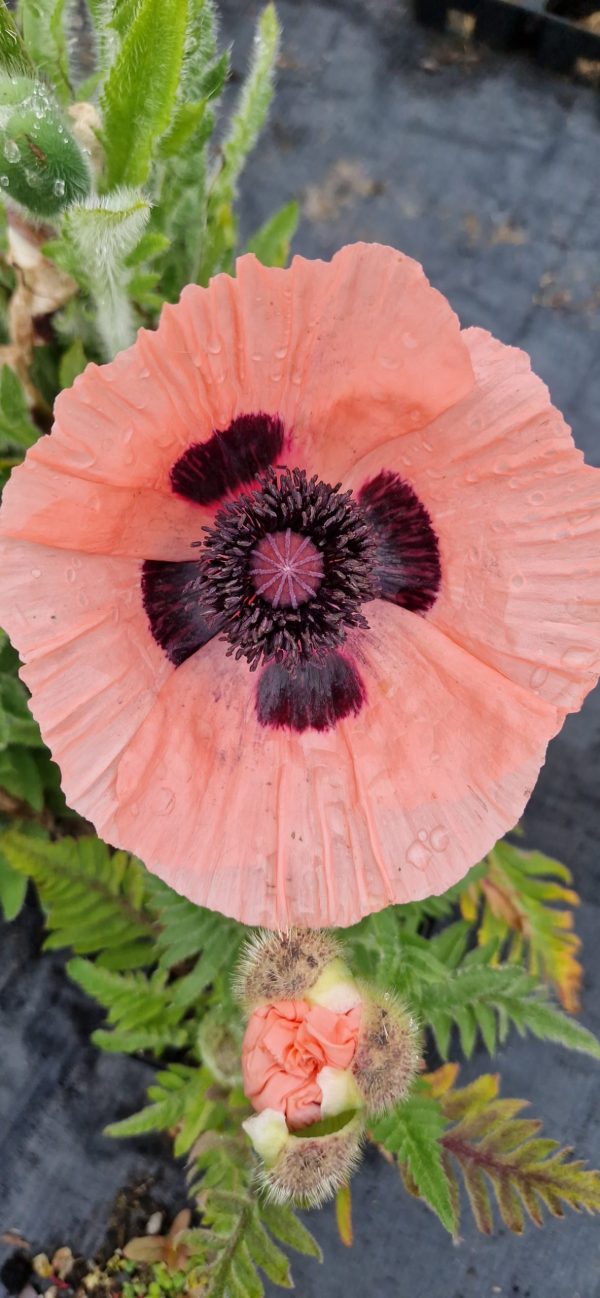 Papaver orientale 'Pizzicato'