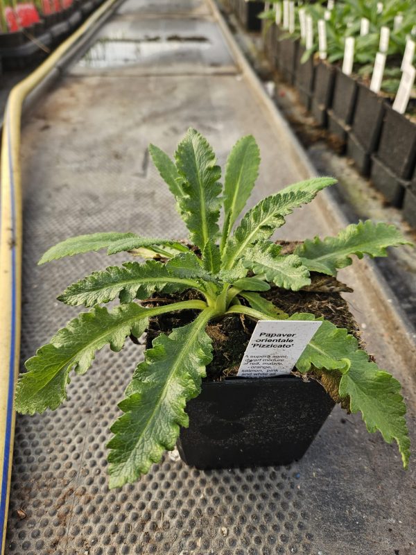 Papaver orientale 'Pizzicato'