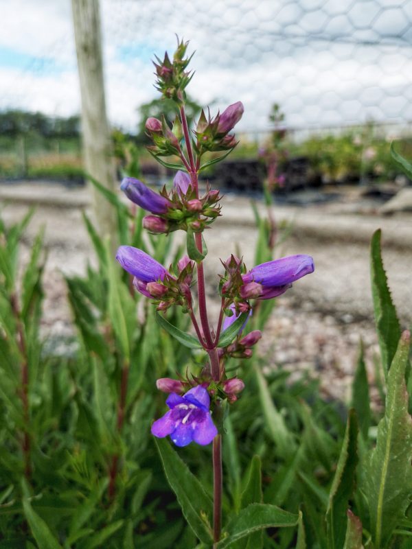 Penstemon Catherine de la mare 2