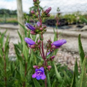 Penstemon heterophyllus 'Catherine de la Mare'