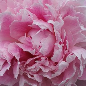Paeonia lactiflora 'Sarah Bernhardt'