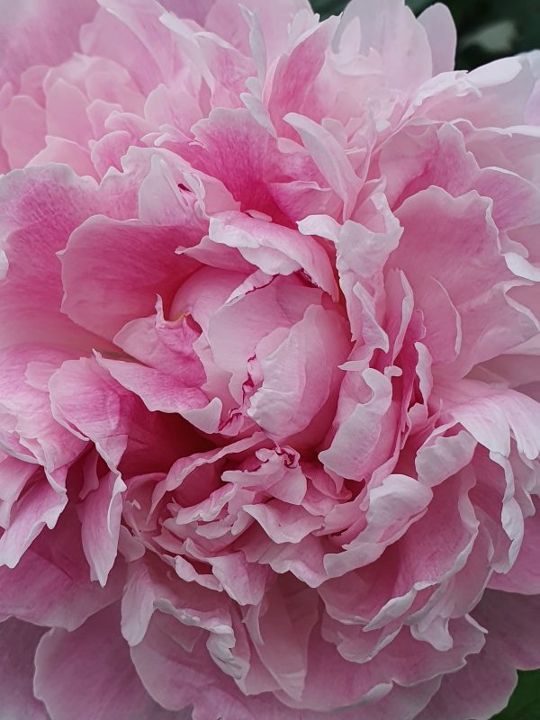 Peony Sarah bernhardt Paeonia lactiflora 'Sarah Bernhardt'