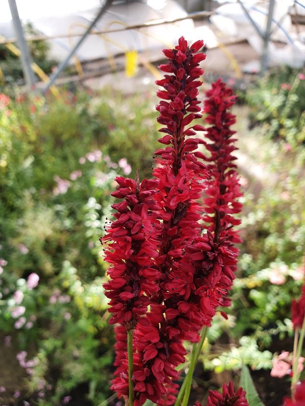 Persicaria 'Blackfield'