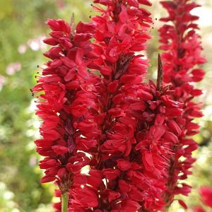 Persicaria 'Blackfield'