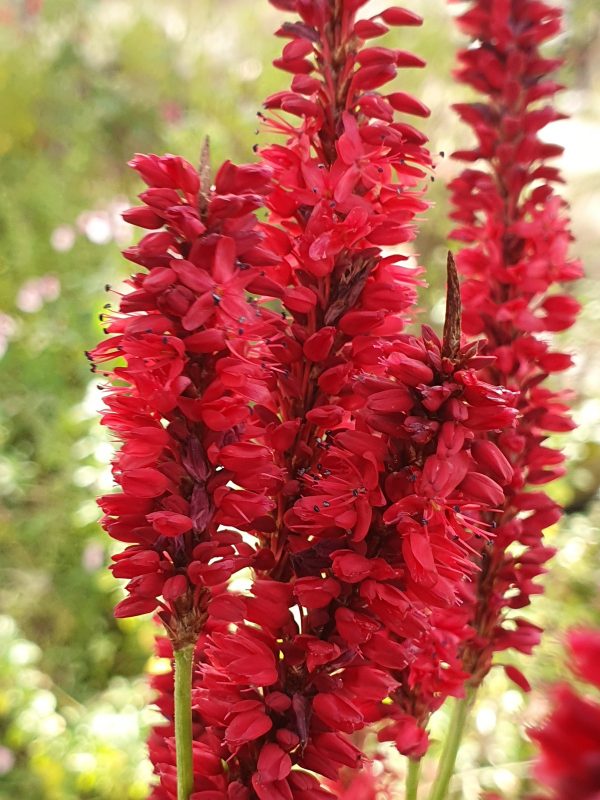 Persicaria 'Blackfield' 2 Persicaria 'Blackfield'