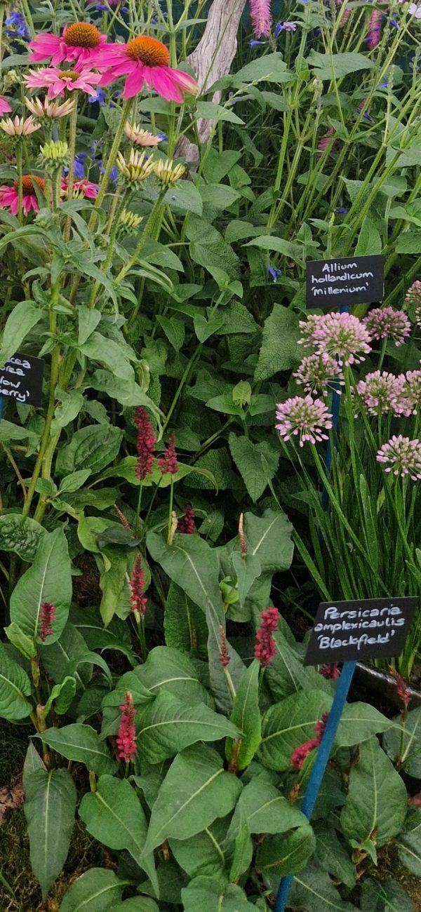 Persicaria 'Blackfield' Persicaria 'Blackfield'