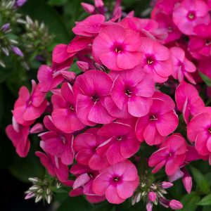 Buy Phlox Plants Online | Online Shop | Proctors Nursery