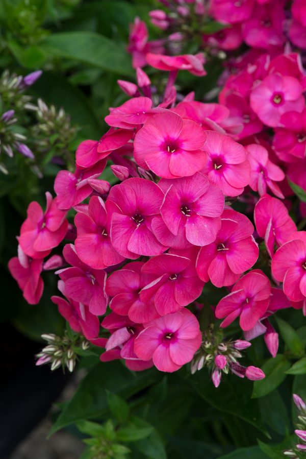 Phlox paniculata 'Ka-Pow Pink' | Shop Beautiful Phlox | Proctors Nursery