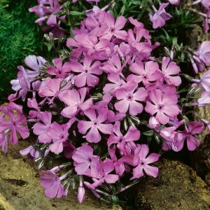 Phlox subulata 'Mcdaniels Cushion'
