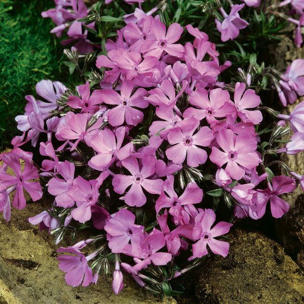 Phlox McDaniels Cushion Phlox subulata 'Mcdaniels Cushion'