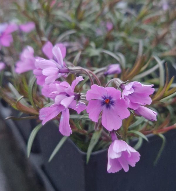 Phlox Purple beauty