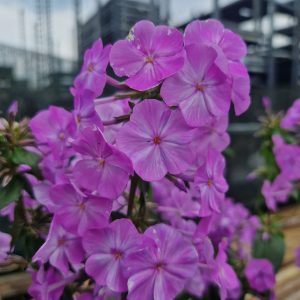 Phlox maculata 'Alpha'