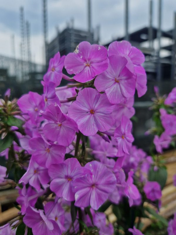 Phlox maculata 'Alpha'