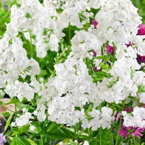 Phlox paniculata 'David'