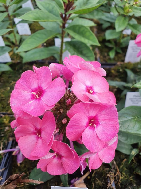 Phlox paniculata 'Ka-Pow Pink'