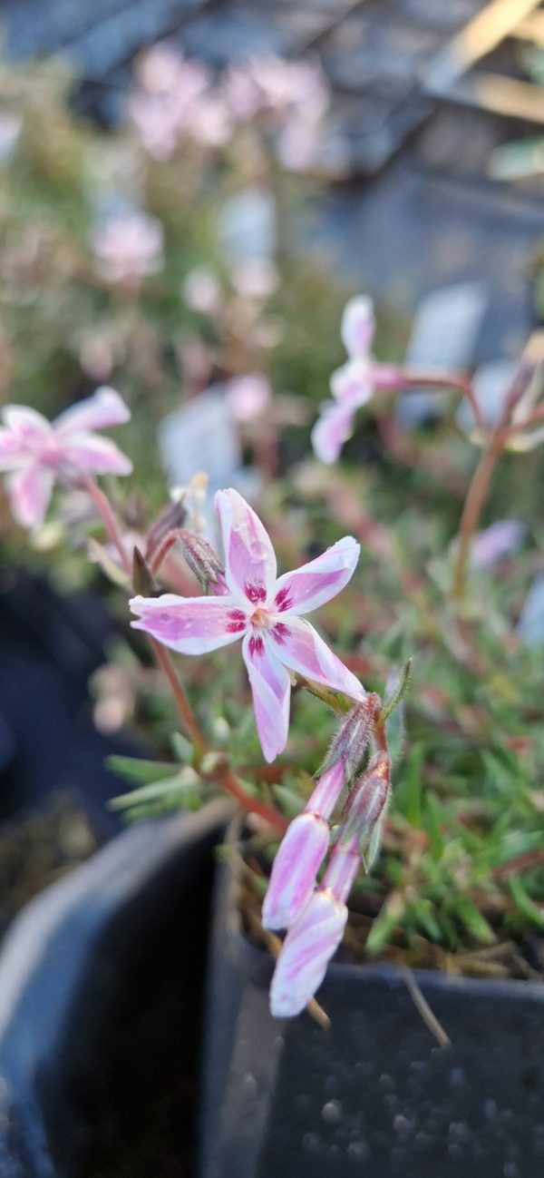 Phlox subulata 'Candy Stripe' Phlox subulata 'Candy Stripe'