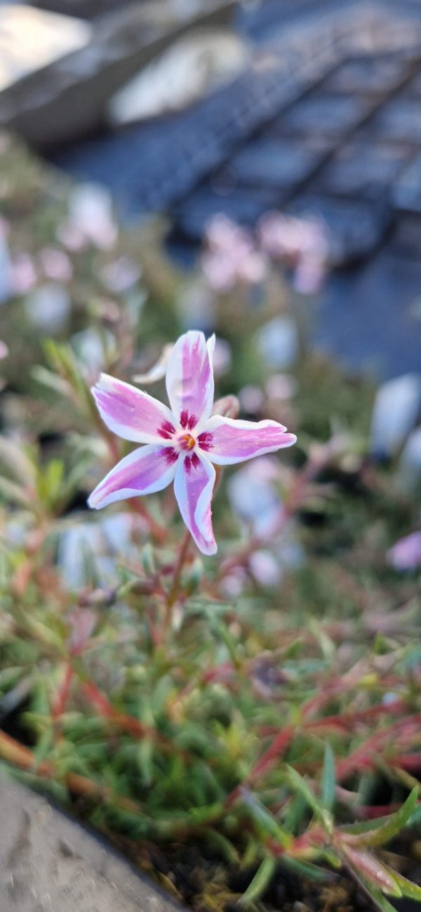 Phlox subulata 'Candy Stripe'2 Phlox subulata 'Candy Stripe'