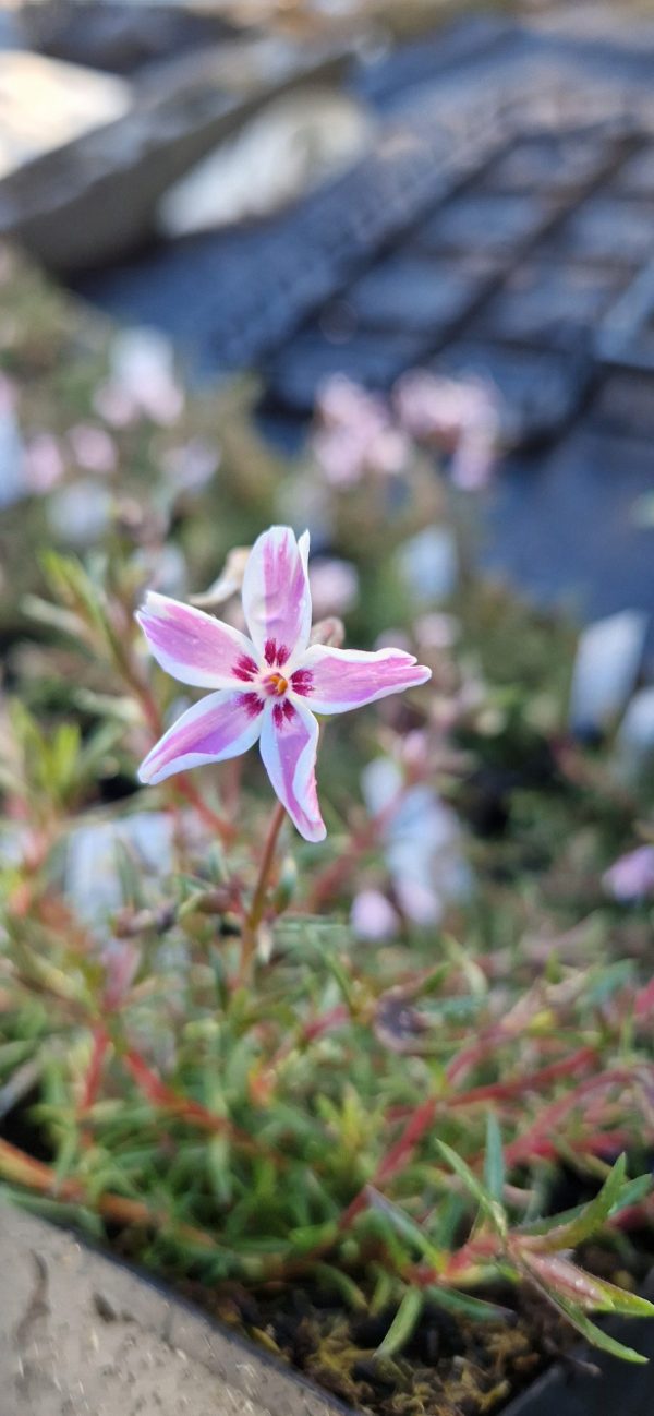 Phlox subulata 'Candy Stripe'3 Phlox subulata 'Candy Stripe'