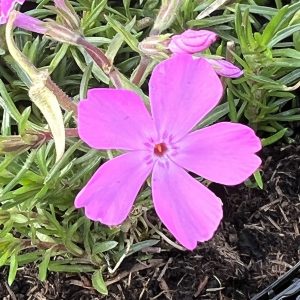 Phlox subulata 'Drummonds Pink'