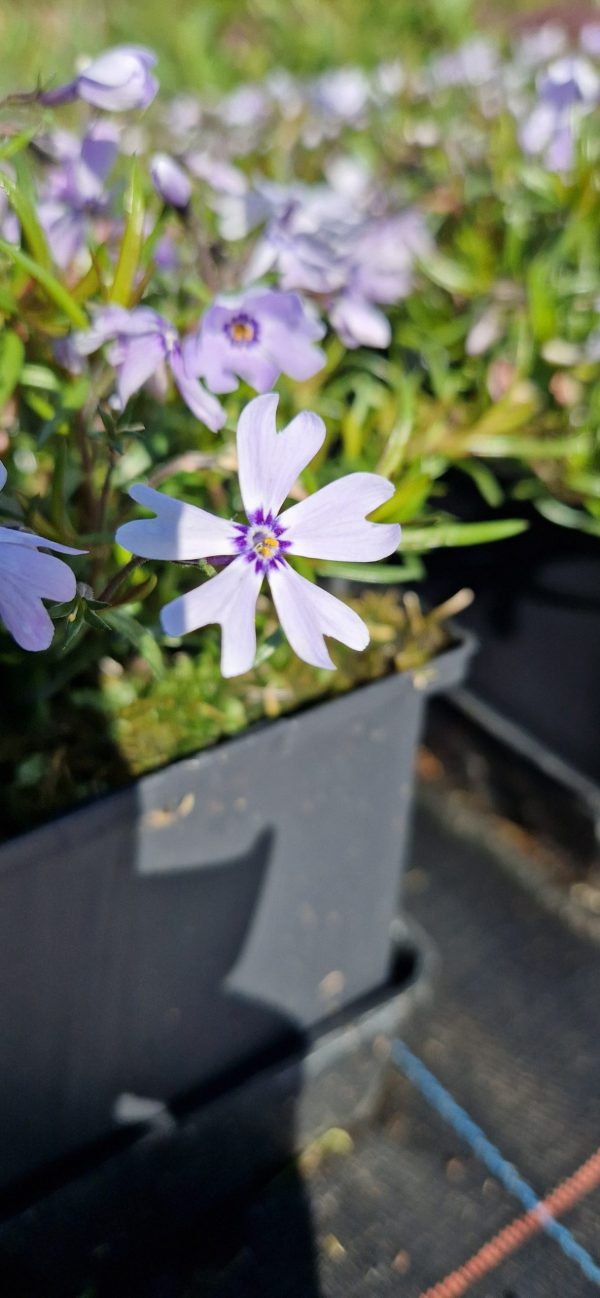Phlox subulata 'Fabulous Blue Violet'