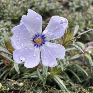 Phlox subulata 'Fabulous Blue Violet'