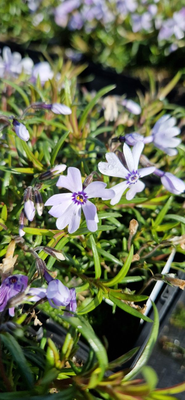 Phlox subulata 'Fabulous Blue Violet'