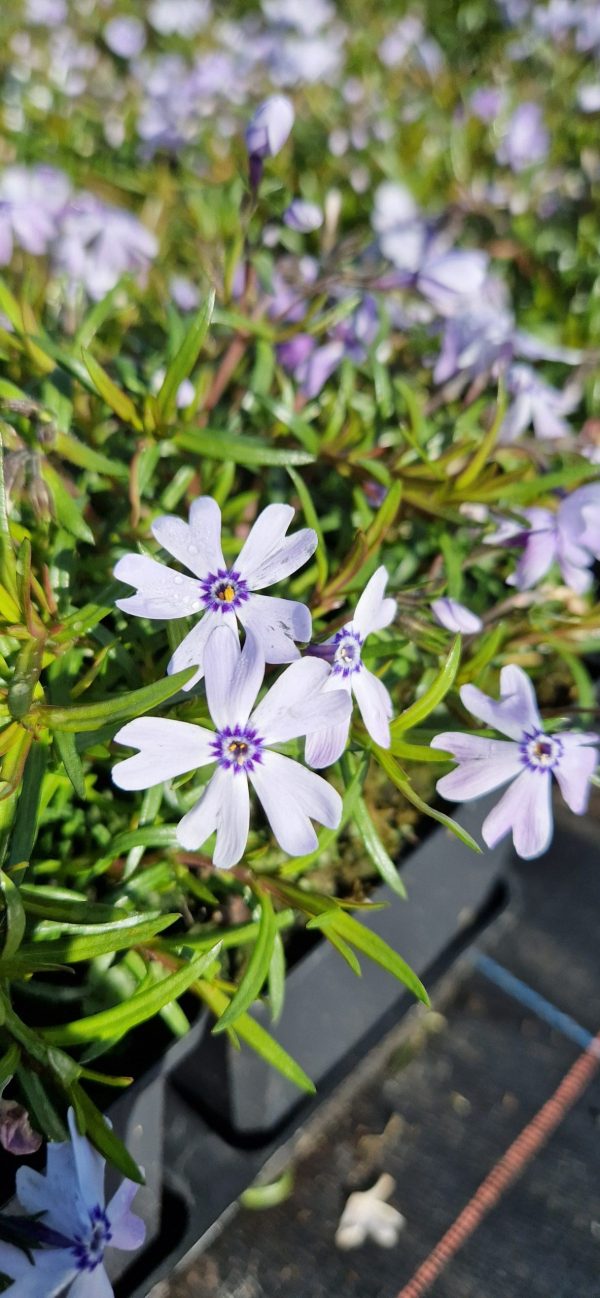 Phlox subulata 'Fabulous Blue Violet'