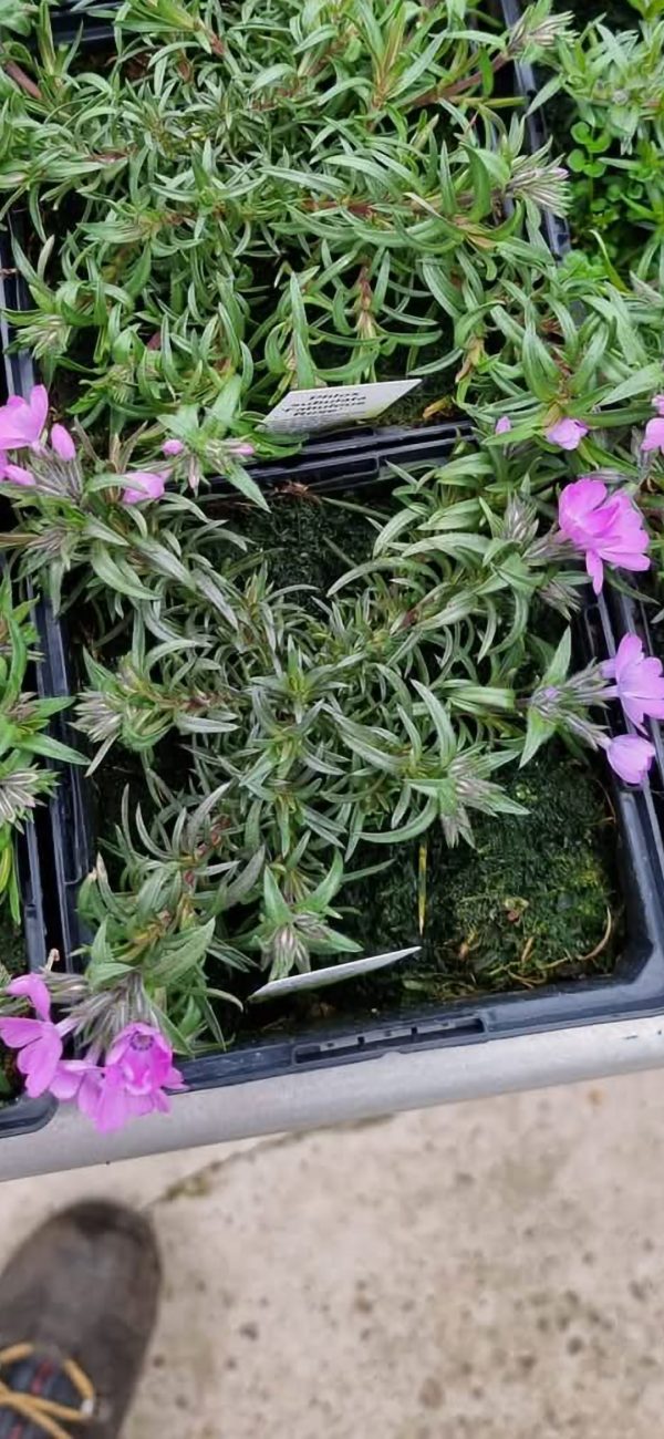 Phlox subulata 'Fabulous rose'