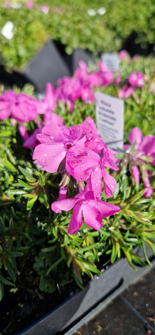 Phlox subulata 'Mcdaniels Cushion' Phlox subulata 'Mcdaniels Cushion'