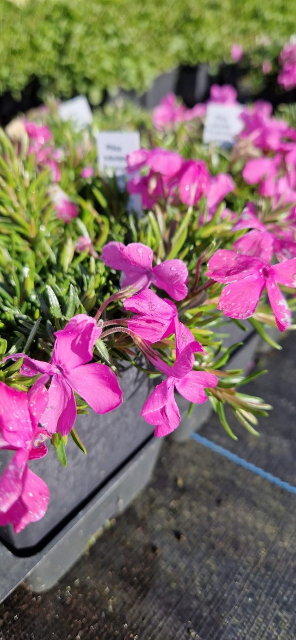 Phlox subulata 'Mcdaniels Cushion'2 Phlox subulata 'Mcdaniels Cushion'