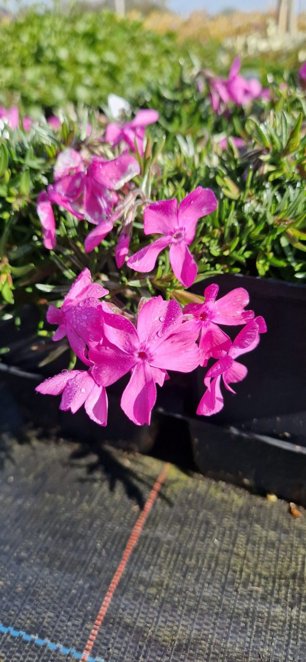 Phlox subulata 'Mcdaniels Cushion'4 Phlox subulata 'Mcdaniels Cushion'