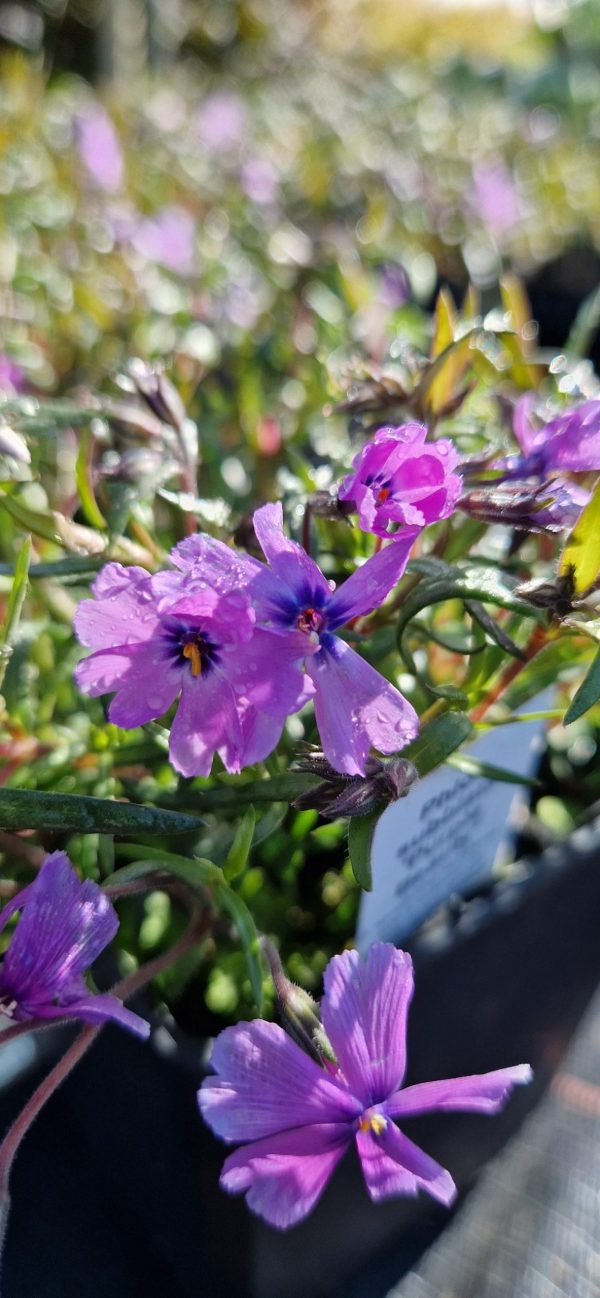Phlox subulata 'Purple Beauty' Phlox subulata 'Purple Beauty'