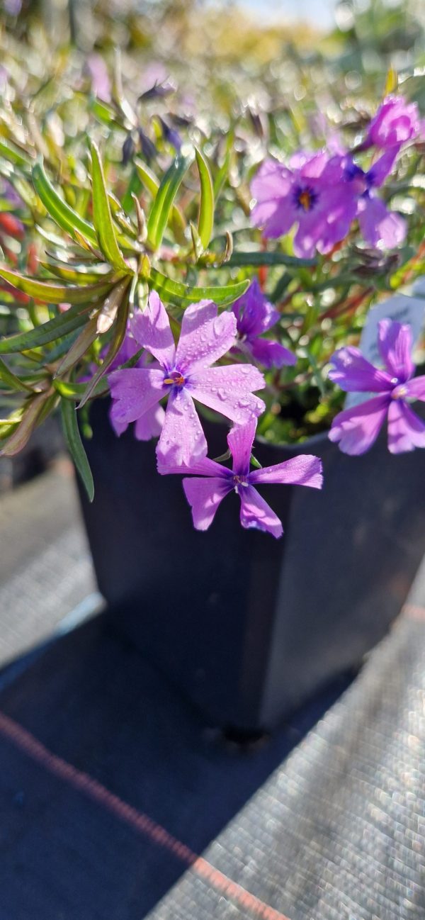 Phlox subulata 'Purple Beauty'2 Phlox subulata 'Purple Beauty'