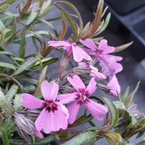 Phlox subulata 'Samson'