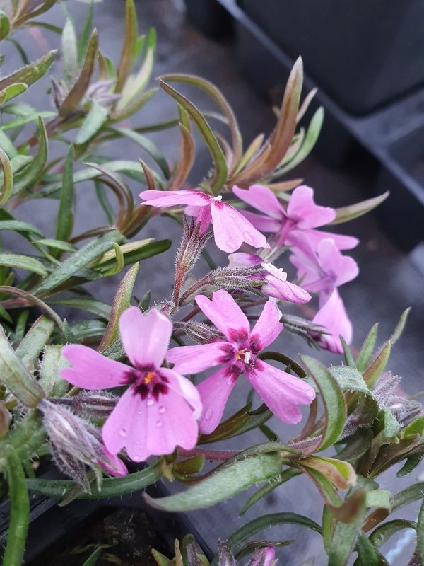 Phlox subulata 'Samson'