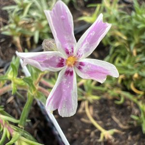 Phlox subulata 'Candy Stripe'