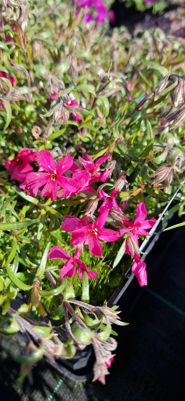 Phlox subulata 'Atropurpurea'