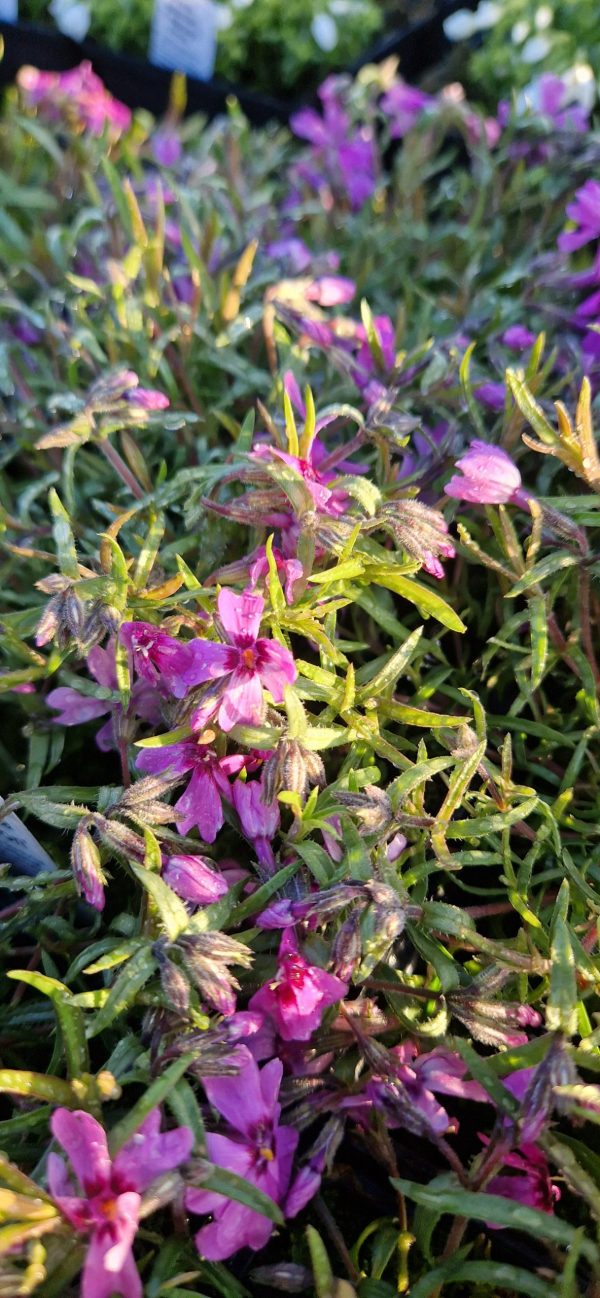 Phlox subulata ‘Samson’