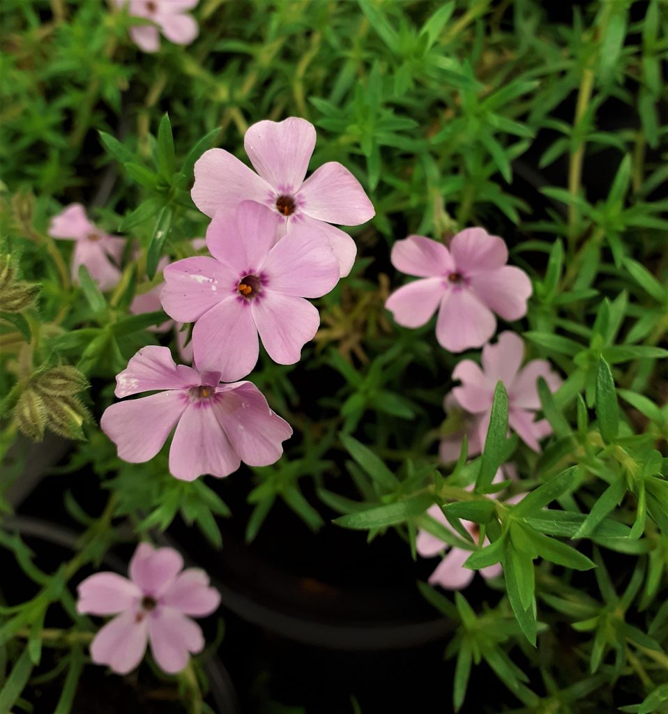 Phlox subulata 'Fabulous rose' | Shop Established Phlox | Proctors Nursery