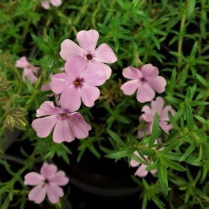 Phlox subulata 'Fabulous rose'