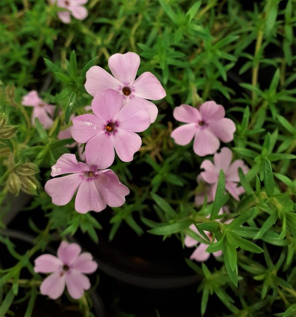 Phlox subulata 'Fabulous rose'