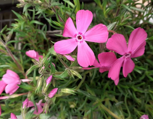Phlox_subulata_McDaniels_Cushion_WEB