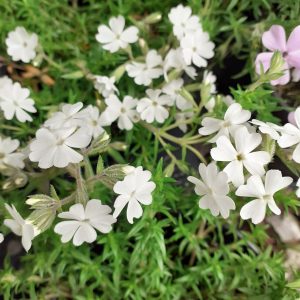 Phlox subulata 'White Delight'
