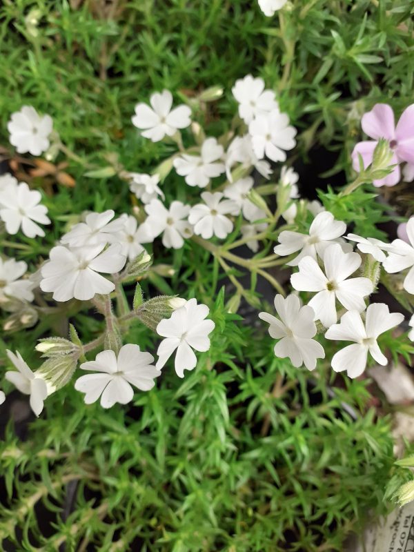 Phlox_subulata_White_Delight_WEB Phlox subulata 'White Delight'