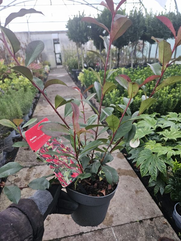 Photinia x fraseri 'Carre Rouge' Photinia x fraseri 'Carre Rouge'