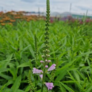 Physostegia virginiana 'Vivid'