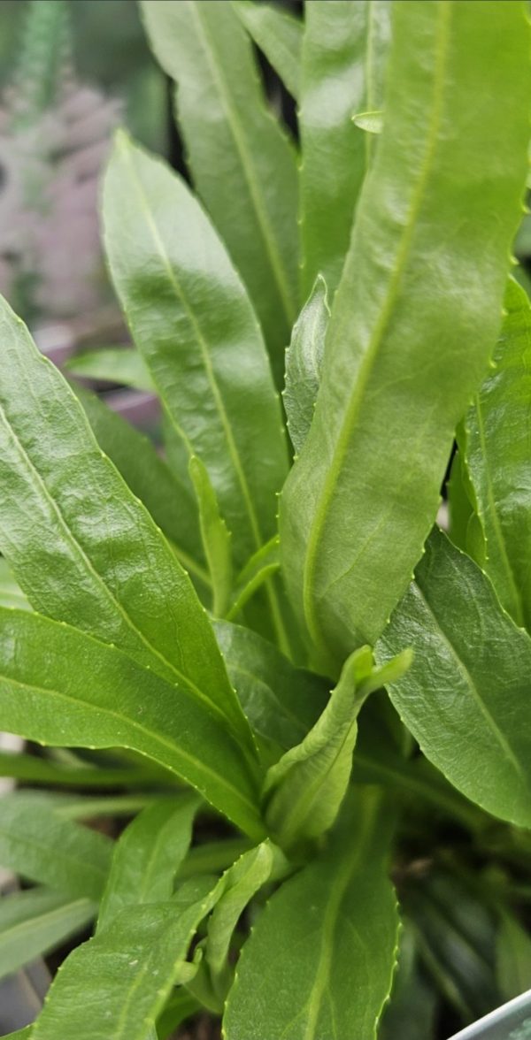Physostegia virginiana 'Vivid'
