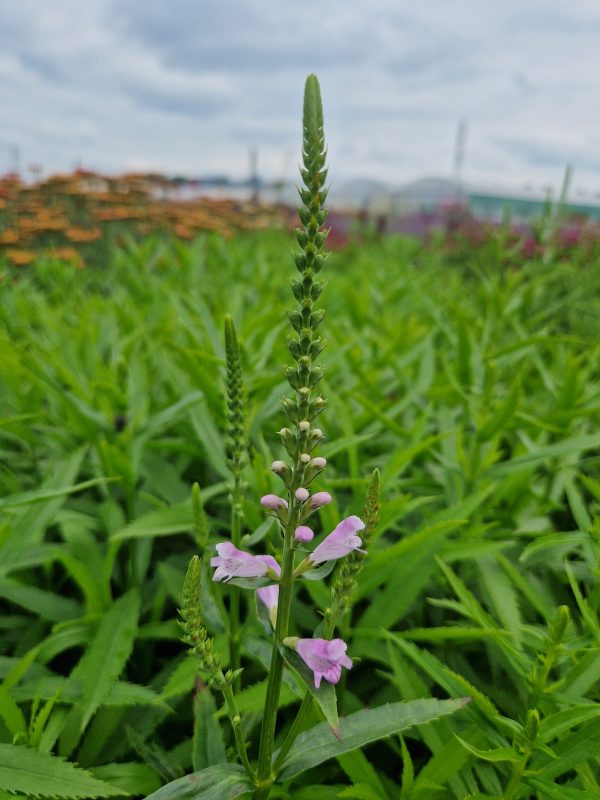 Physostegia virginiana 'Vivid' Physostegia virginiana 'Vivid'
