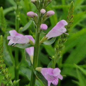 Physostegia vivid